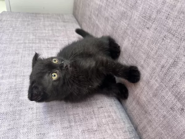 Ücretsiz Scottish Fold Acil Yavrular Yuva Aranıyor