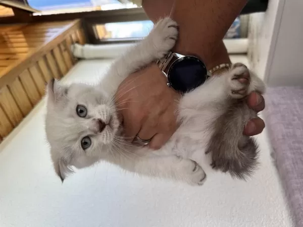 Ücretsiz Scottish Fold Acil Yavrular Yuva Aranıyor