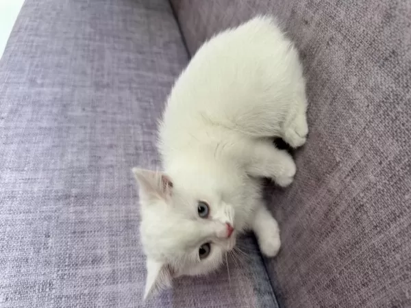 Ücretsiz Scottish Fold Acil Yavrular Yuva Aranıyor