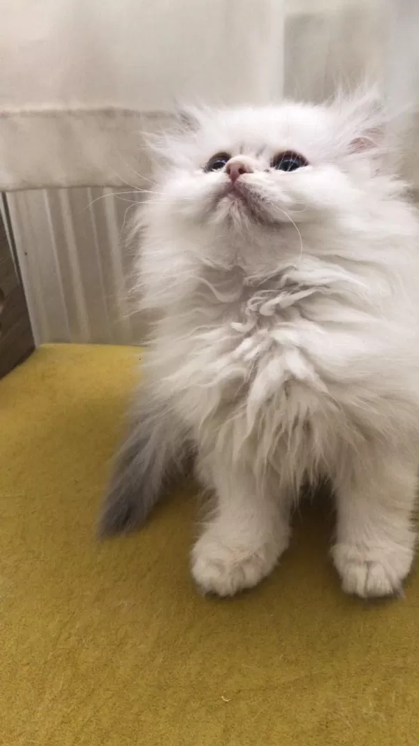 British Longhair Dişi Yavru