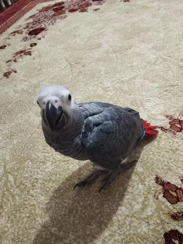 Oyuncu Ve Sağlıklı 70 Günlük Jako Bebek