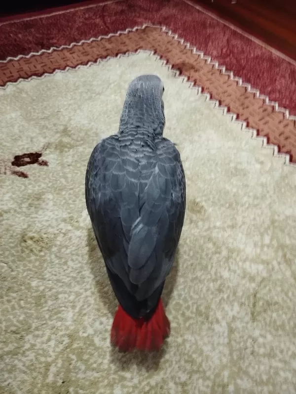 Oyuncu Ve Sağlıklı 70 Günlük Jako Bebek