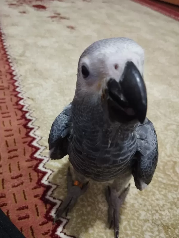 Oyuncu Ve Sağlıklı 70 Günlük Jako Bebek