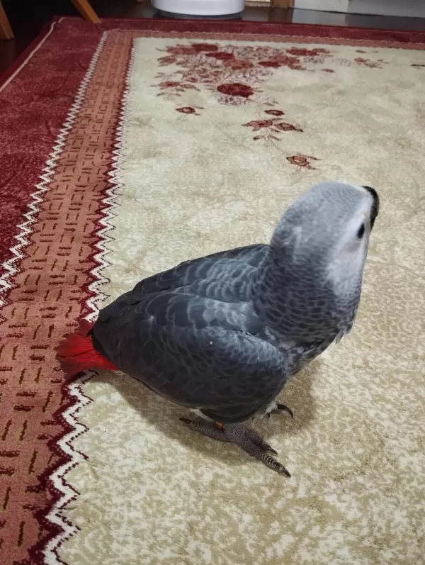 Oyuncu Ve Sağlıklı 70 Günlük Jako Bebek