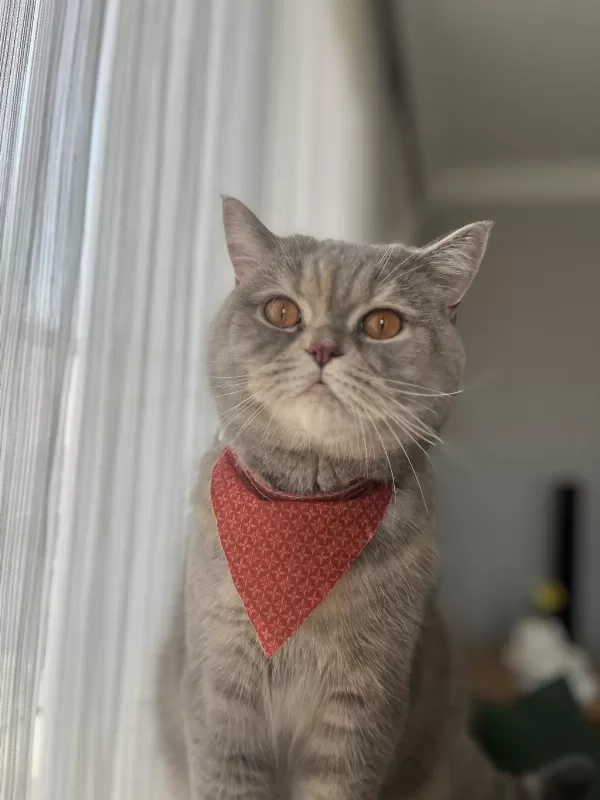 British Shorthair 2,5 Yaşında