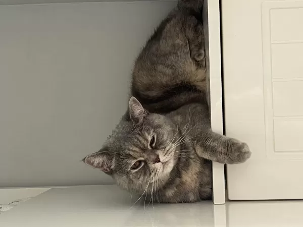 British Shorthair 2,5 Yaşında