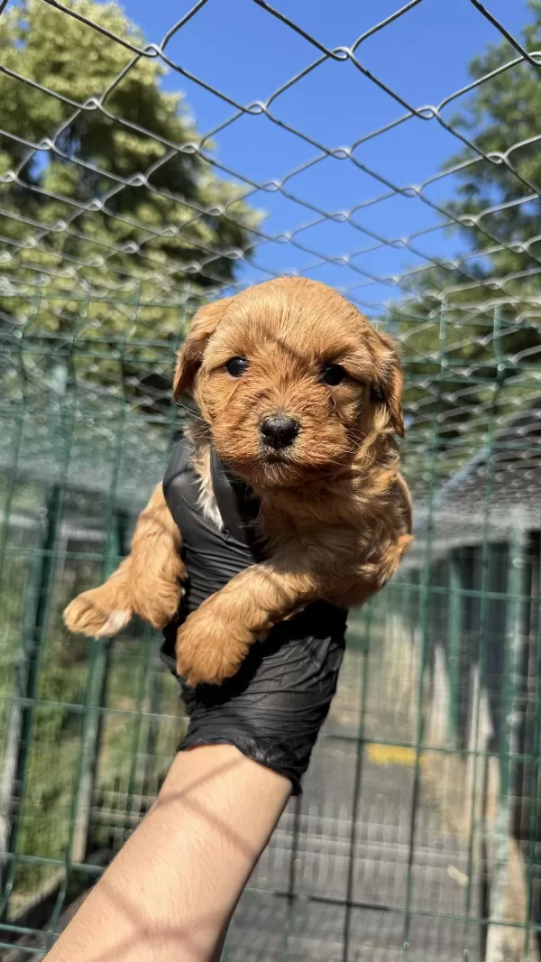 Köpeğimiz Hakkında Detaylı Bilgi İçin Arayın