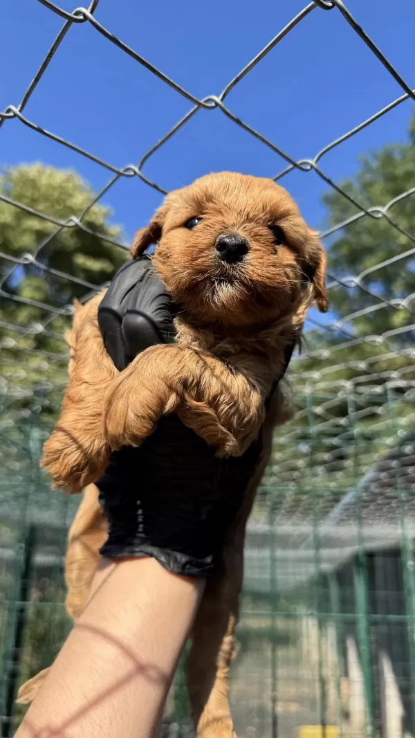 Köpeğimiz Hakkında Detaylı Bilgi İçin Arayın
