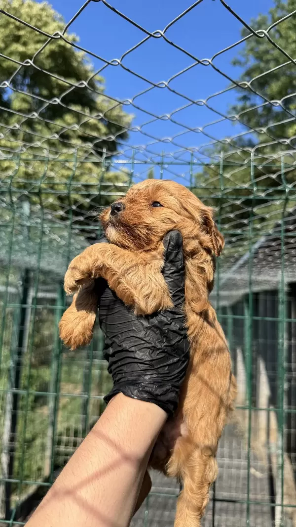 Köpeğimiz Hakkında Detaylı Bilgi İçin Arayın