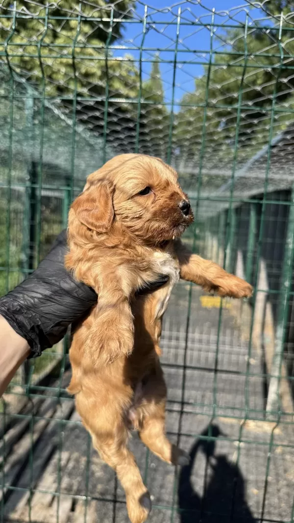 Köpeğimiz Hakkında Detaylı Bilgi İçin Arayın