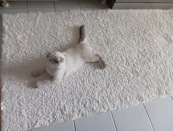 Maviş Gözlü Erkek Scottish Fold Yavrularıma Yuva Arıyorum