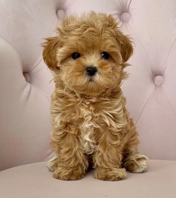 İrk Sağlık Garantili Mini Babyface Maltipoo Bebekleri