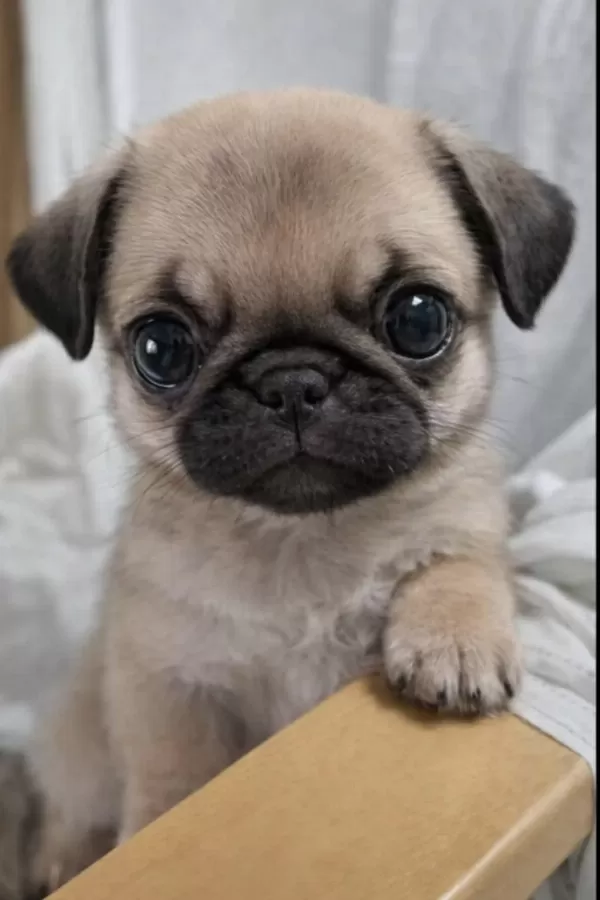 İrk Sağlık Garantili Safkan Boncuk Gözlü Pug Mops