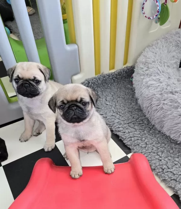 İrk Sağlık Garantili Safkan Boncuk Gözlü Pug Mops