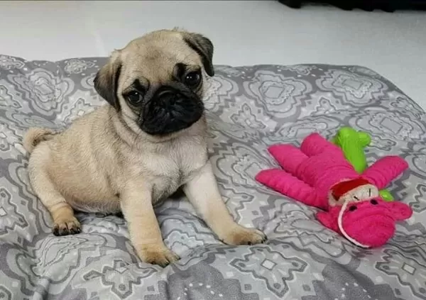 İrk Sağlık Garantili Safkan Boncuk Gözlü Pug Mops
