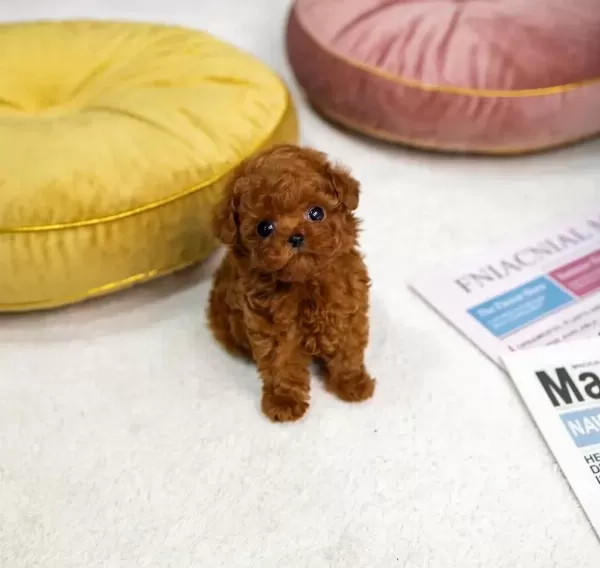 İrk Ve Sağlık Garantili Mini Toy Poodle Bebekler Hazır