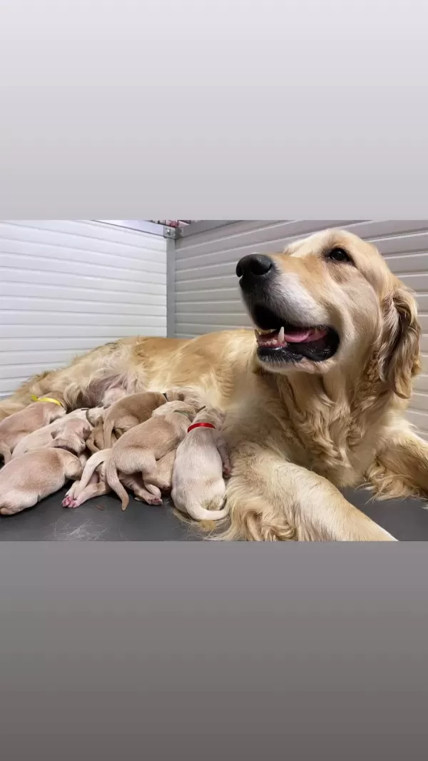Vecihiden İrk Ve Sağlık Garantili Saf Babyface Goldenlar