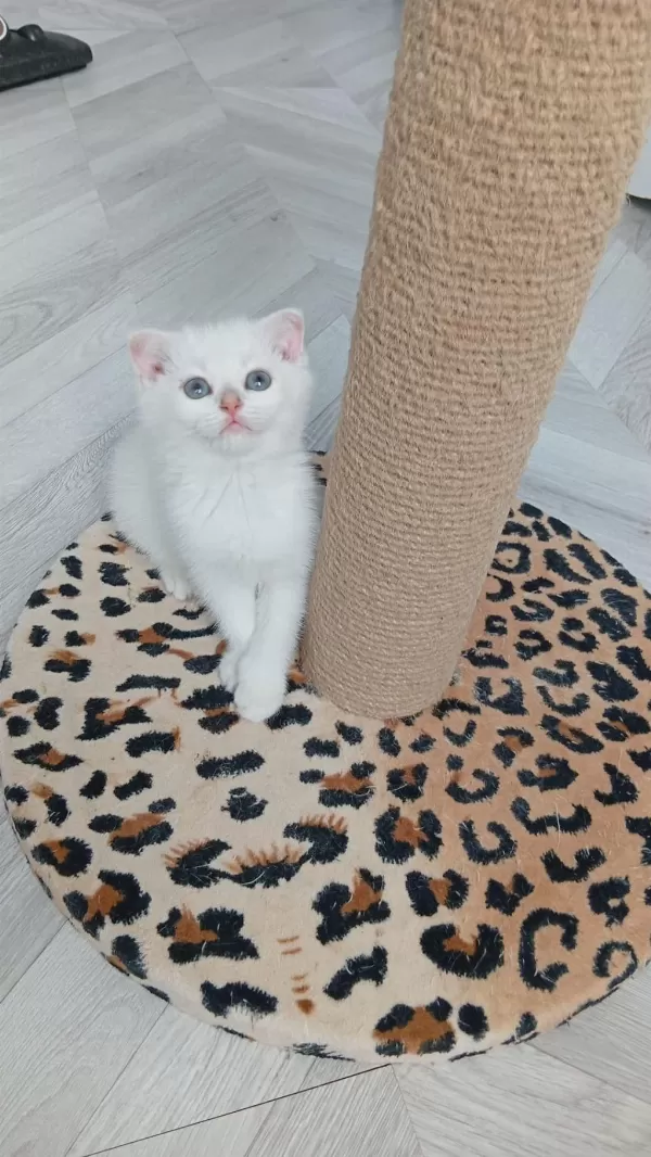 Paşa Kediler Uyguna Verilecek