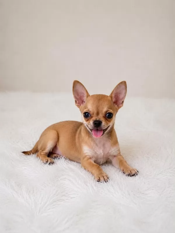 İrk Ve Sağlık Garantili Mini Bardak Köpek Şivavalar