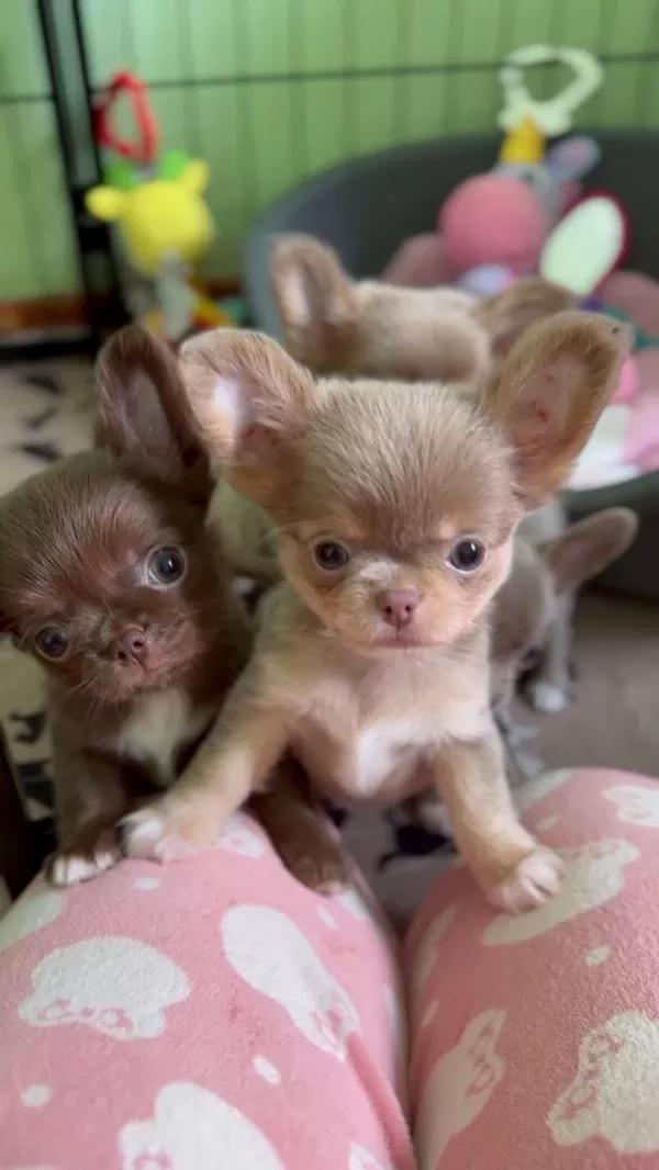 İrk Ve Sağlık Garantili Mini Bardak Köpek Şivavalar