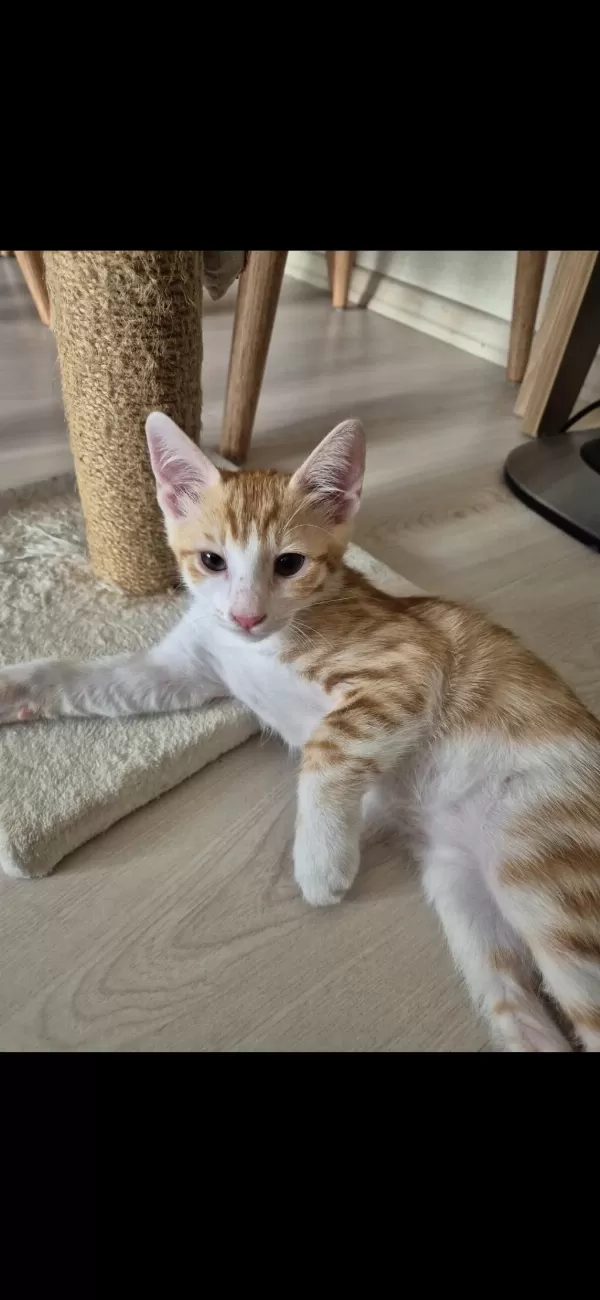 Yavru Sarman Lili Ömürlük Yuva Lütfen