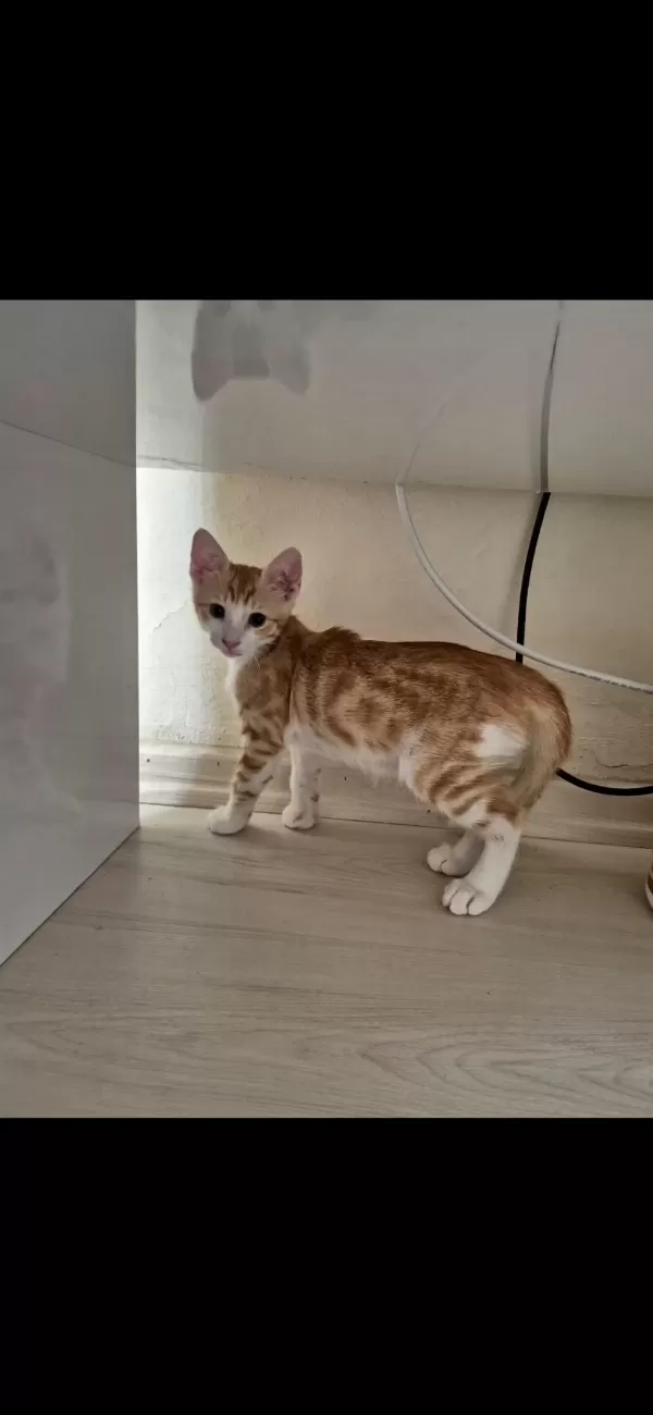 Yavru Sarman Lili Ömürlük Yuva Lütfen