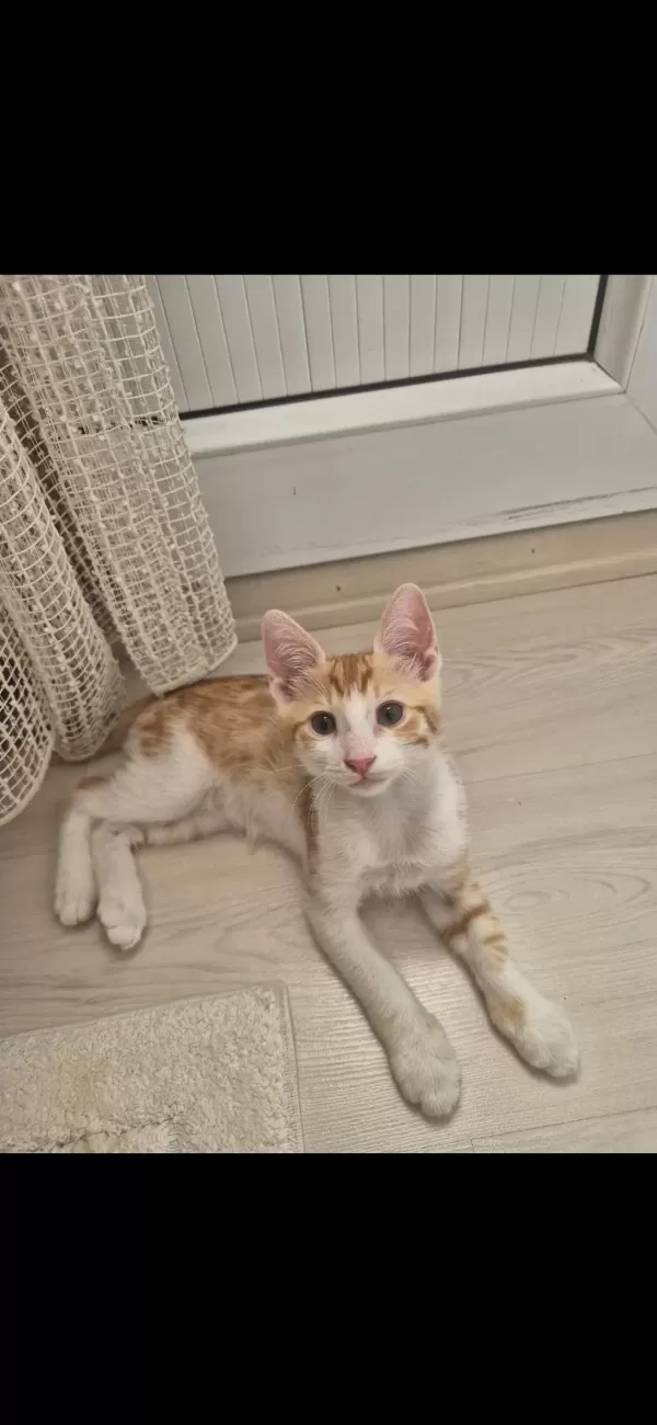 Yavru Sarman Lili Ömürlük Yuva Lütfen