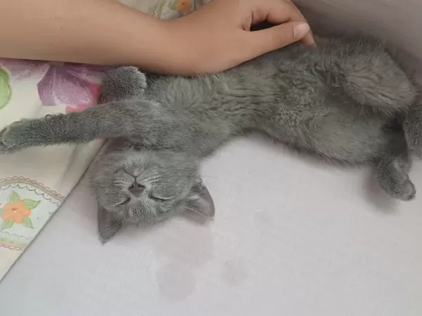3 Yavru Anneleri Yok Sarı Gri Siyah Kedimiz
