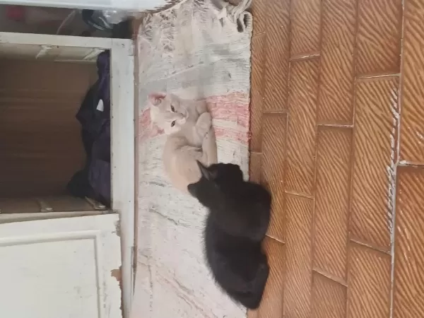 3 Yavru Anneleri Yok Sarı Gri Siyah Kedimiz