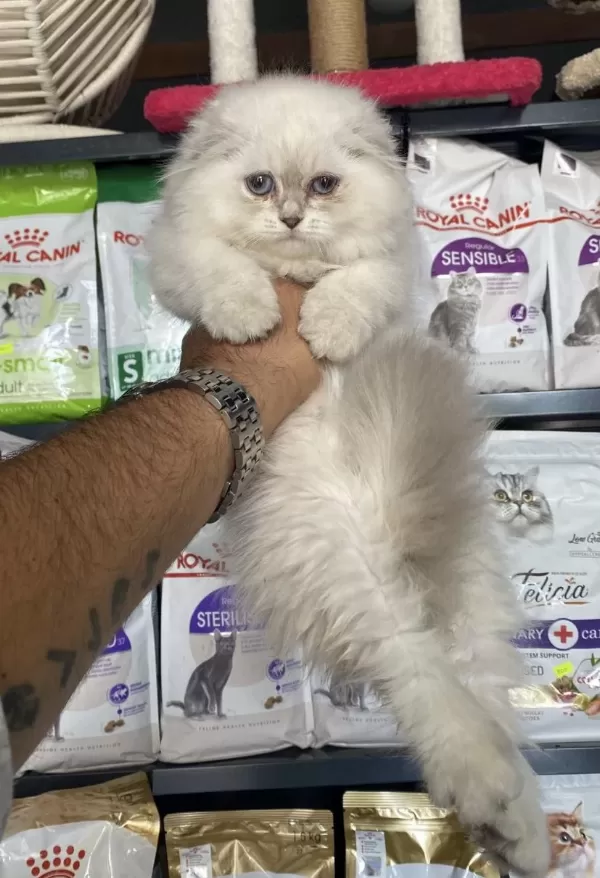 Scottish Fold İrkının En Güzeli