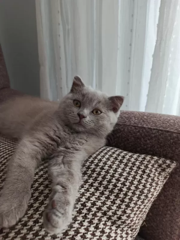 British Shorthair Yavrular