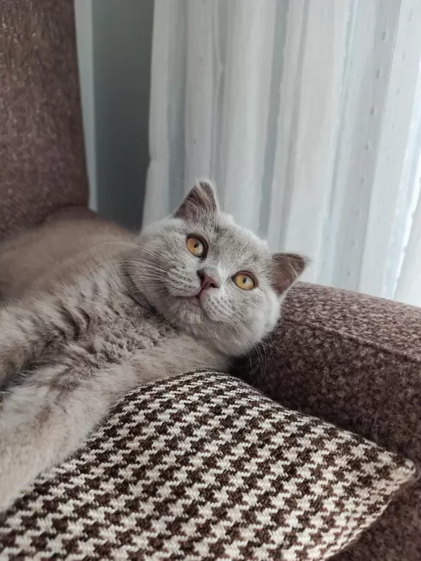 British Shorthair Yavrular