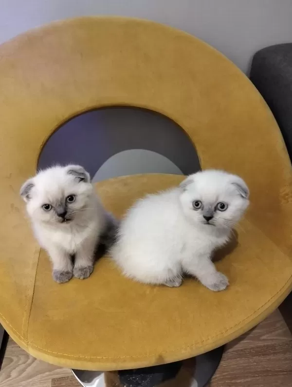 British Shorthair Yavrular