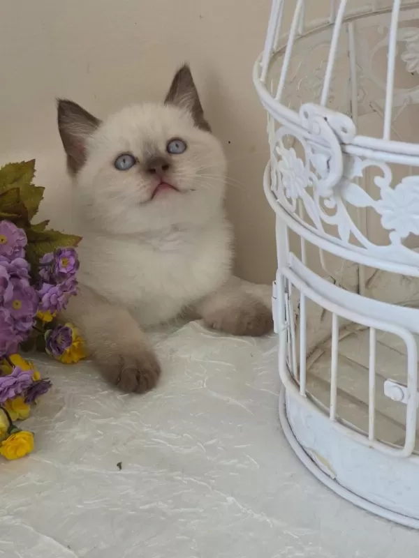 British Shorthair Bebekler