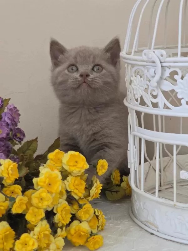 British Shorthair Bebekler