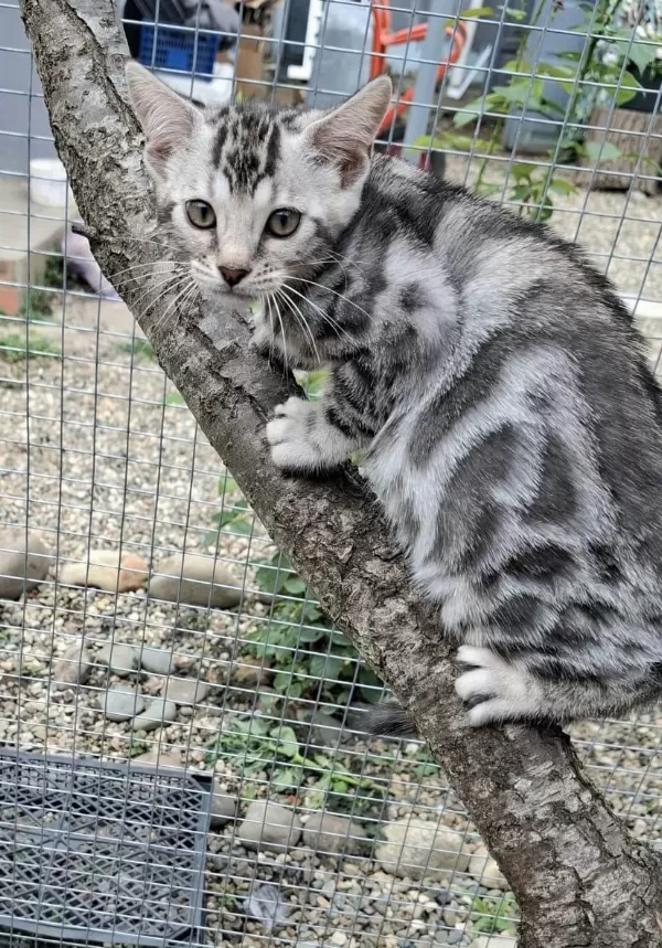Bengal Dişi Silver Renk Wcf Kayıtlı