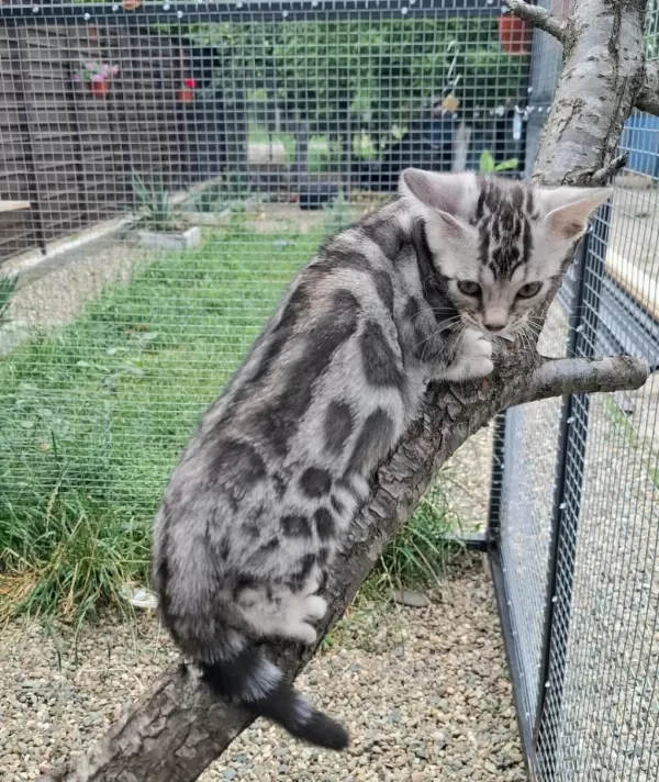 Bengal Dişi Silver Renk Wcf Kayıtlı