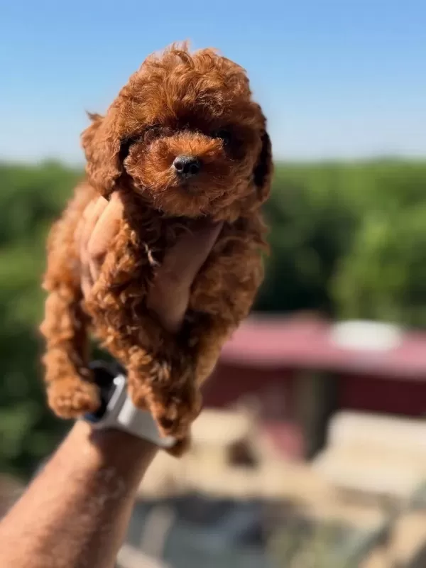 Safkan Teacup Kore Poodle Wc Eğitimli Miniboy