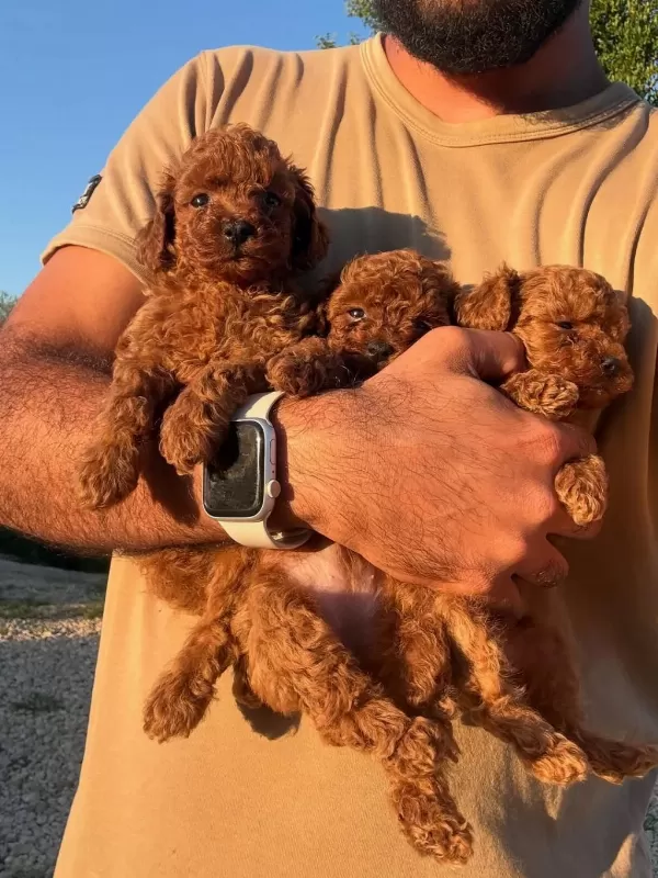 Safkan Teacup Kore Poodle Wc Eğitimli Miniboy