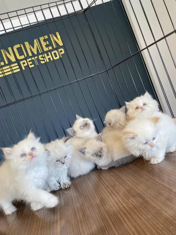 Scottish Fold Yavrulari Ankara Magazamizda Canli Görün