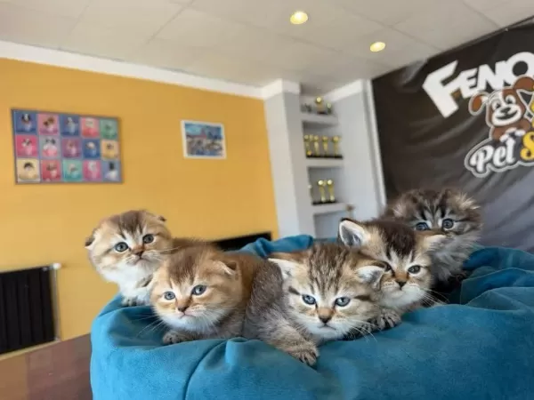 Scottish Fold Yavrulari Ankara Magazamizda Canli Görün