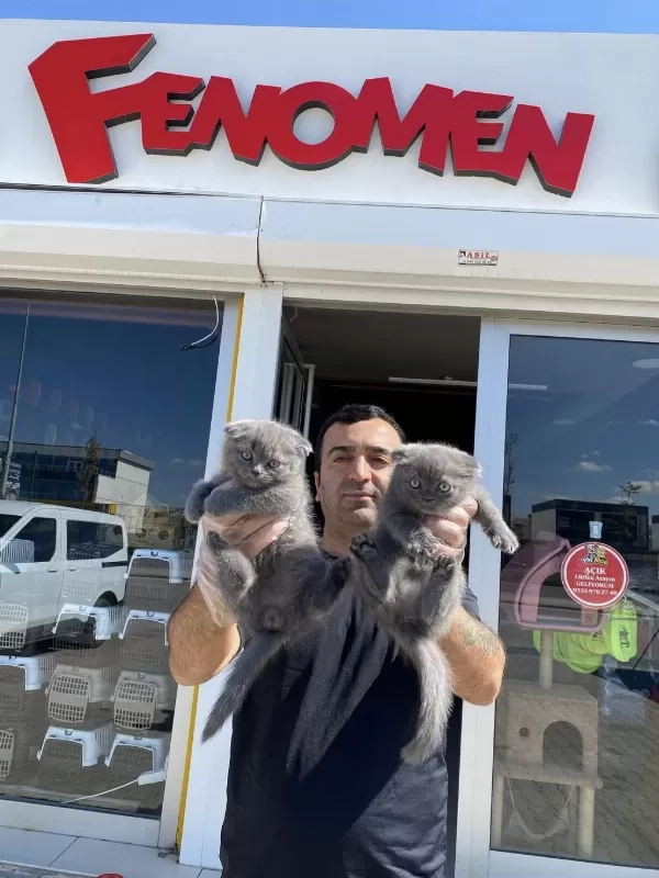 Scottish Fold Yavrulari Ankara Magazamizda Canli Görün