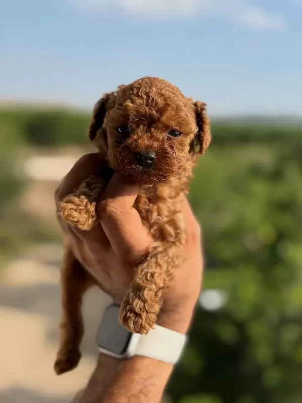 Safkan Teacup Kore Poodle Wc Eğitimli Miniboy