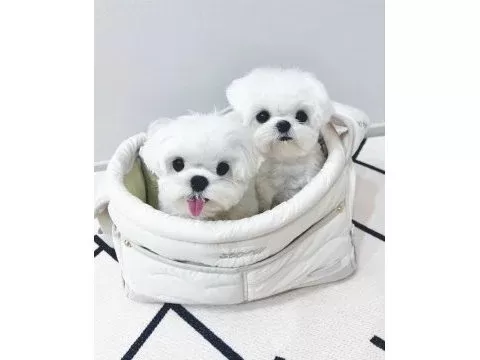 Minnak maltese bebeklerimiz
