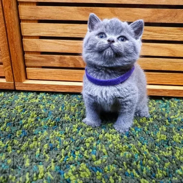 British Shorthair Yavrulari