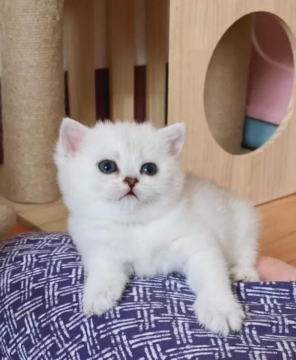 British Shorthair Yavrulari