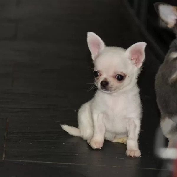 Sağlıklı Chihuahua Yavrulari