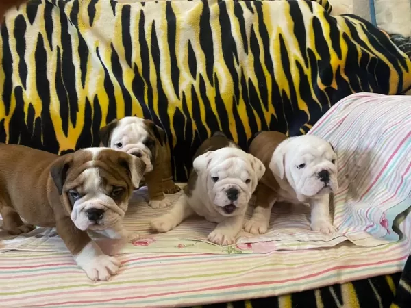 Show Class Türkiyede Tek İngiliz Bulldog Yavrular