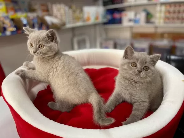 Muhteşeml Lilak British Shorthair Yavrular