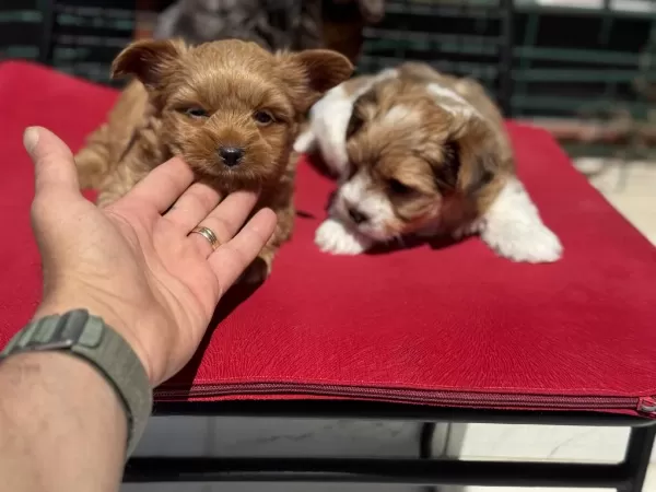 Çok Özel Tea Cup Morkie Yavrularımız